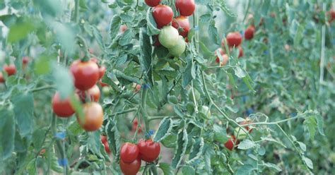Tomatoes can be challenging to grow in containers, but they continue to rate among the most popular summer vegetables. Tomato Growth Stages | eHow UK