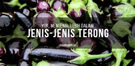 We did not find results for: YUK, MENGENAL LEBIH DALAM JENIS-JENIS TERONG | Petani Quick