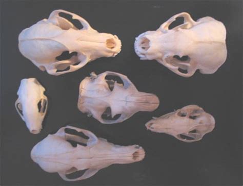 Terrierman -- Skull Comparison of American Quarry