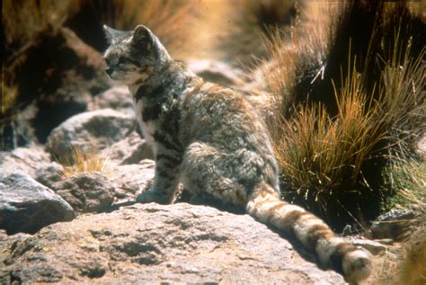 The andean mountain cat (leopardus jacobita) is a small wild cat.2 it is one of only two felids for which no subspecies have been classically described.3 fewer than 2500 individuals are thought to exist.4 this cat is one of about two dozen small wild cat species found around the world. Rare Andean Cat No Longer Exclusive to the Andes