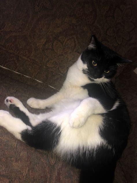 Pin On Weird Cat Poses