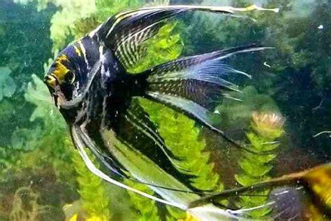 PEZ ESCALAR ó PEZ ÁNGEL ?Ficha ? Todo lo que necesitas saber