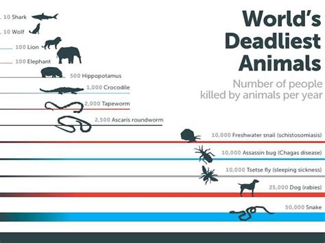 Revealed The Worlds Deadliest Animal Deadly Animals Infographic