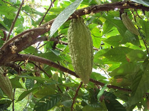 Antara barangan tersebut ialah coklat dan barangan lain yang berdasarkan coklat. Hang Kebun: KOKO