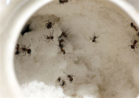 Where did the ants come from? How To Get Rid Of Sugar Ants - 101CleaningSolutions.com