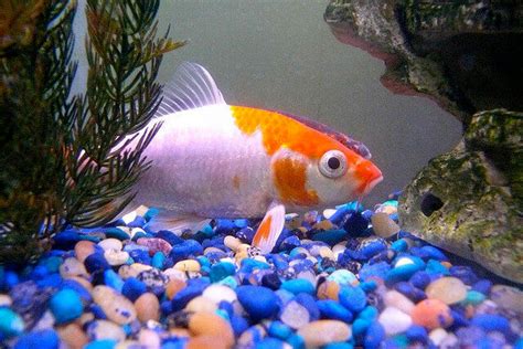 I am very sure as a new goldfish keeper, you wonder how big your tank should be. How to Setup a Goldfish Aquarium