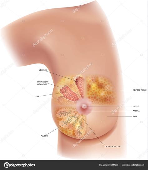 Located immediately below the skin) muscles of the body. Diagram Of Female Chest : Frontal View Of Female Chest And ...