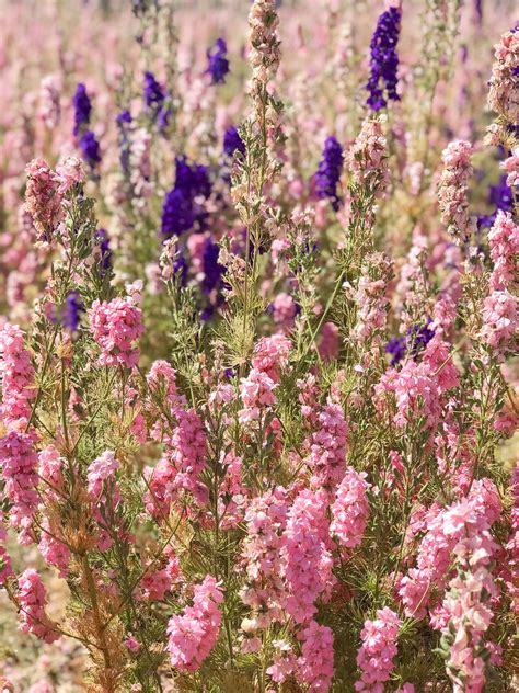 We've rounded up the best hardy annuals for spring, summer, and fall that are great for full sun and shady spots in your garden or yard. Flower Fields - Visiting a Confetti Field