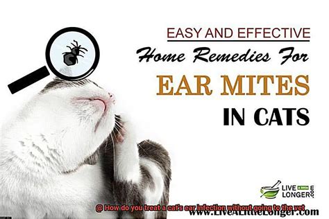 How Do You Treat A Cats Ear Infection Without Going To The Vet