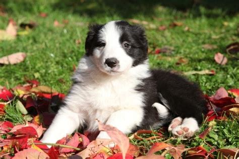 Bordernese Border Collie And Bernese Mountain Dog Mix Info Pictures