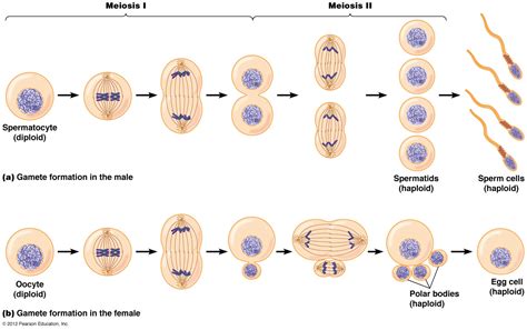 How Do The Products Of Meiosis I Differ From Those Of Meiosis Ii
