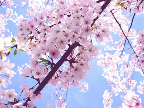 Beautiful Cherry Blossom Cherry Blossom Photo 35246794 Fanpop