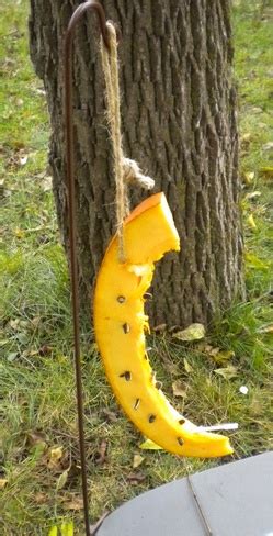 No san pedro id requests, too often they result in poaching or stealing of cacti. Got a spare pumpkin? Make a pumpkin bird feeder