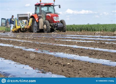 But how do you sow vegetables in a bed that is constantly covered with mulch? Farmer Installing Drip Tape Irrigation Under Plastic Mulch ...