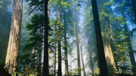 Top 999 Redwood Forest Wallpaper Full Hd 4k Free To Use