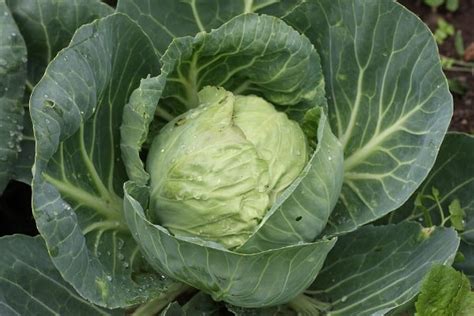Growing Cabbage In Pots Containers Backyards Agri Farming