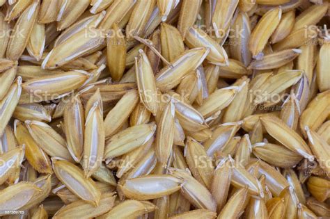 Gaba Rice Or Germinated Brown Rice Are High Quality Rice Stock Photo