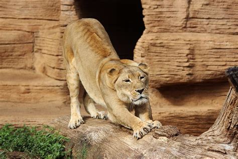 Lion Stretch Photograph By Paulette Thomas Fine Art America