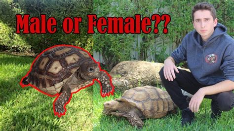 How To Sex Your Sulcata Tortoise Youtube