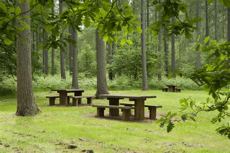 Forest Picnic Telegraph