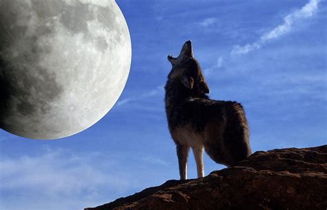 Coyote Howls At Moon Photograph By Larry Allan Pixels