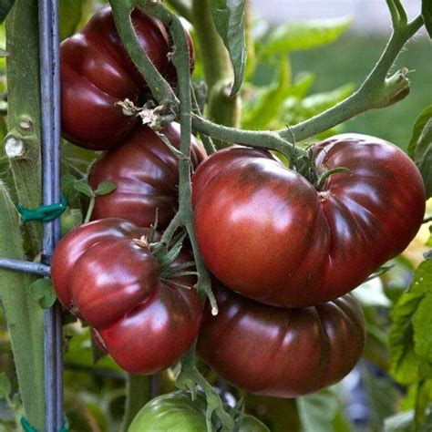 Top 10 Must Grow Heirloom Tomatoes