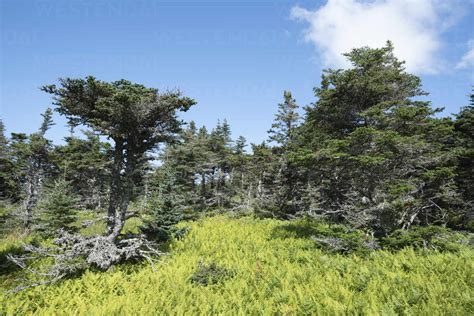 Canada Nova Scotia Green Boreal Forest Of Cape Breton Highlands