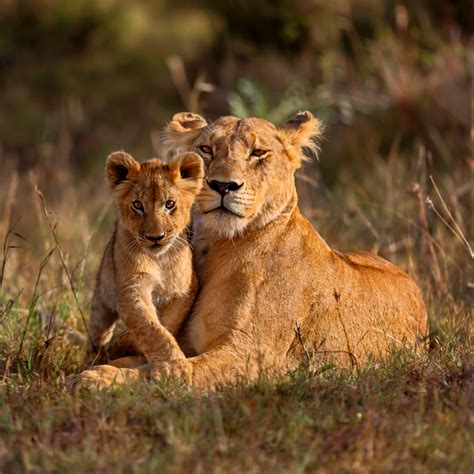 Lion Moms Why Moms Of Chronically Ill Children ‘roar The Mighty