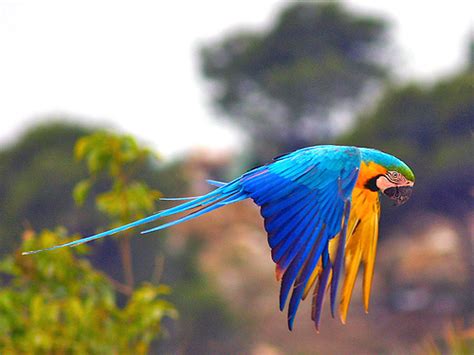 We are specialize with blue and gold macaws bird , hyacinth macaws bird,green winged macaws bird my macaw parrots are raised in my home, in my home with me. Hello Friends..!: blue and gold macaw