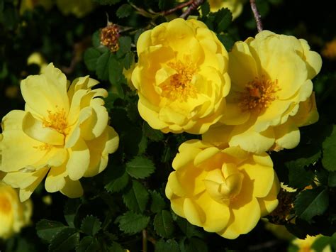 We did not find results for: NewsChannel 10 Viewer Weather Pics: Yellow Climbing Roses ...