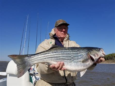 Fishing Report From Capt Stephen Andre Lake Texoma Associationlake