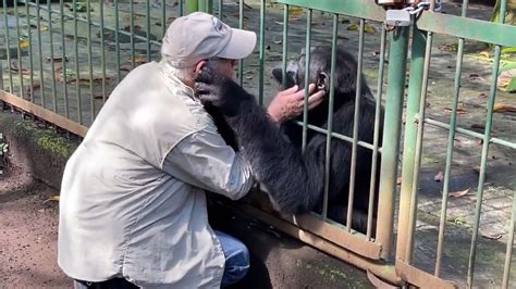 Heartbreaking Moment Zoo Boss Says Goodbye To Chimp