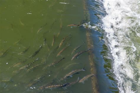What’s the Future of Fishways? | Hakai Magazine