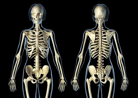 Female Skeletal System Front And Rear Photograph By Leonello Calvetti