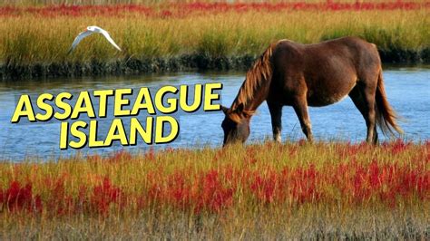 Find traveler reviews, candid photos, and prices for camping in assateague island, maryland, united states. Exploring Assateague Island in Maryland - Wild Horses and ...