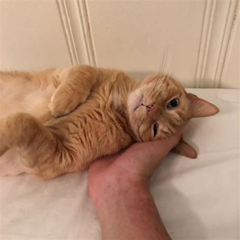 She rests her head in my hand while i pet her