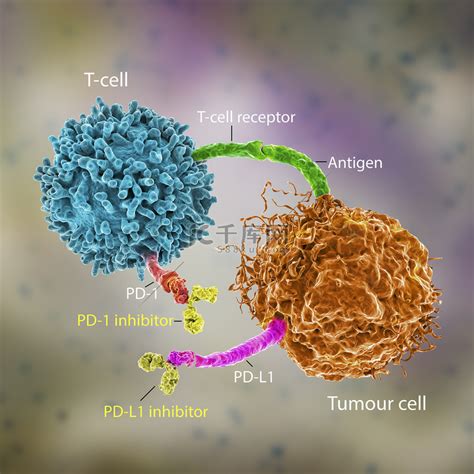 免疫检查点抑制剂在癌症治疗中的应用3D说明PD 1受体和PD L1抑制剂抑制肿瘤细胞与PD 1结合使T细胞保持活性高清摄影大图 千库网