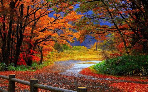 Buy Avikalp Awi Beautiful Road Falling Leaves Autumn Colorful Trees
