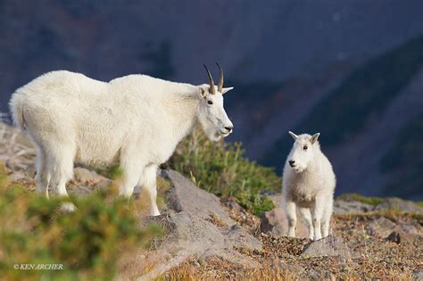 Ken Archer Mountain Goats Mngt00176 Mountain Goat