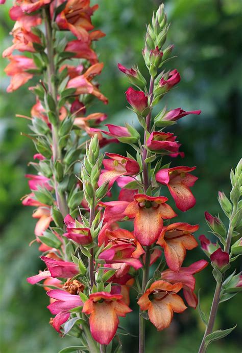 Digiplexis 'illumination flame.'annie's annuals and perennials. Digiplexis 'Illumination Flame' fuses superb foliage ...