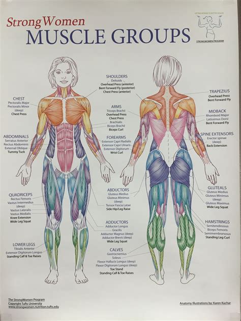 Female Back Muscles Diagram