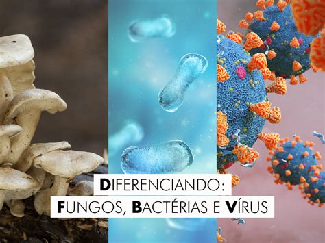 Fotos De Bacterias E Fungos