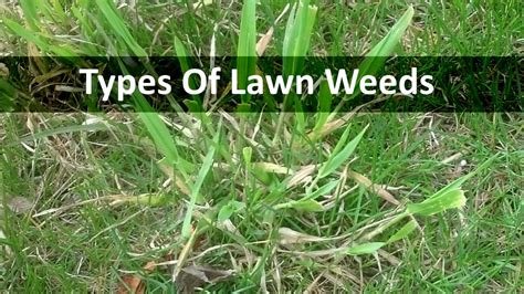 Types Of Grass Weeds