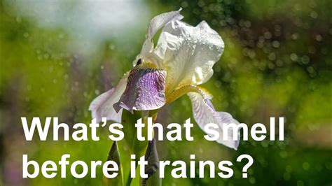 Whats That Smell Before It Rains Youtube
