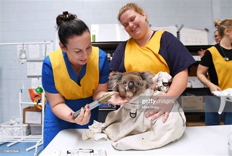 Nurses Feed An Injured Male Koala At Adelaide Koala Rescue Which Has