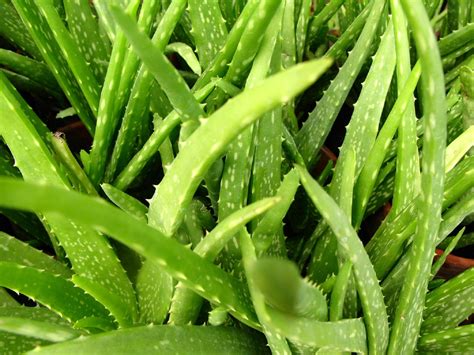 Pertama kali dokumentasi lidah buaya berasal dari mesir kuno di mana tempat lidah buaya tumbuh. Obat Alami Untuk Penyakit Maag