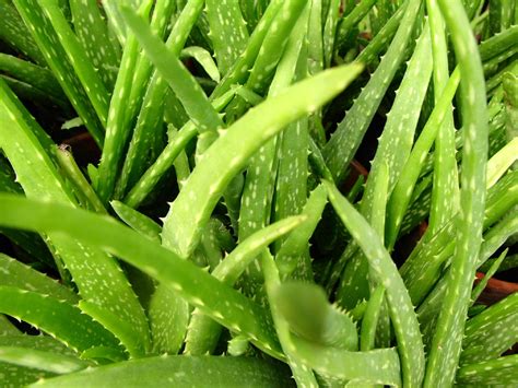 Kenali beragam manfaat aloe vera untuk kulit berikut ini. Obat Alami Untuk Penyakit Maag