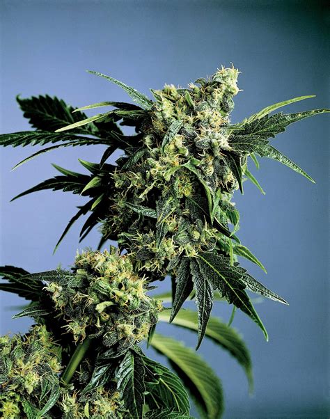 Cannabis Indica The Essential Guide November 2012