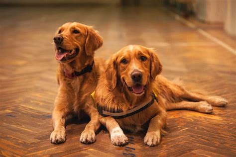The Most Common Golden Retriever Health Issues And Their Remedies