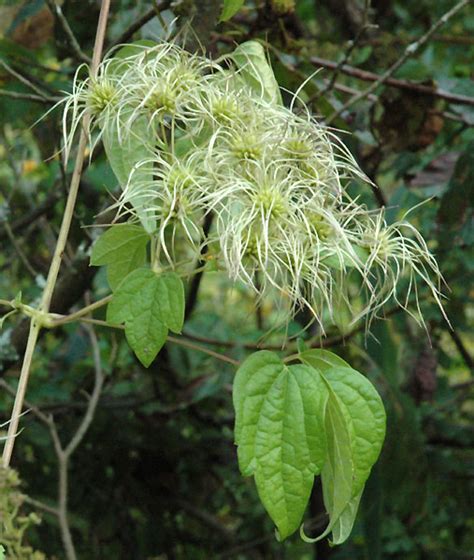 Maybe you would like to learn more about one of these? Clematis virginiana - Devils darning needles -- Discover Life